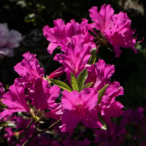 Azaleas