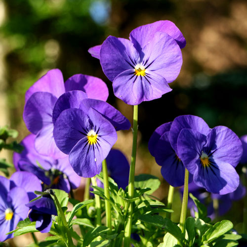 bluepansies1