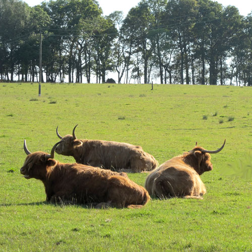 Highland Cattle