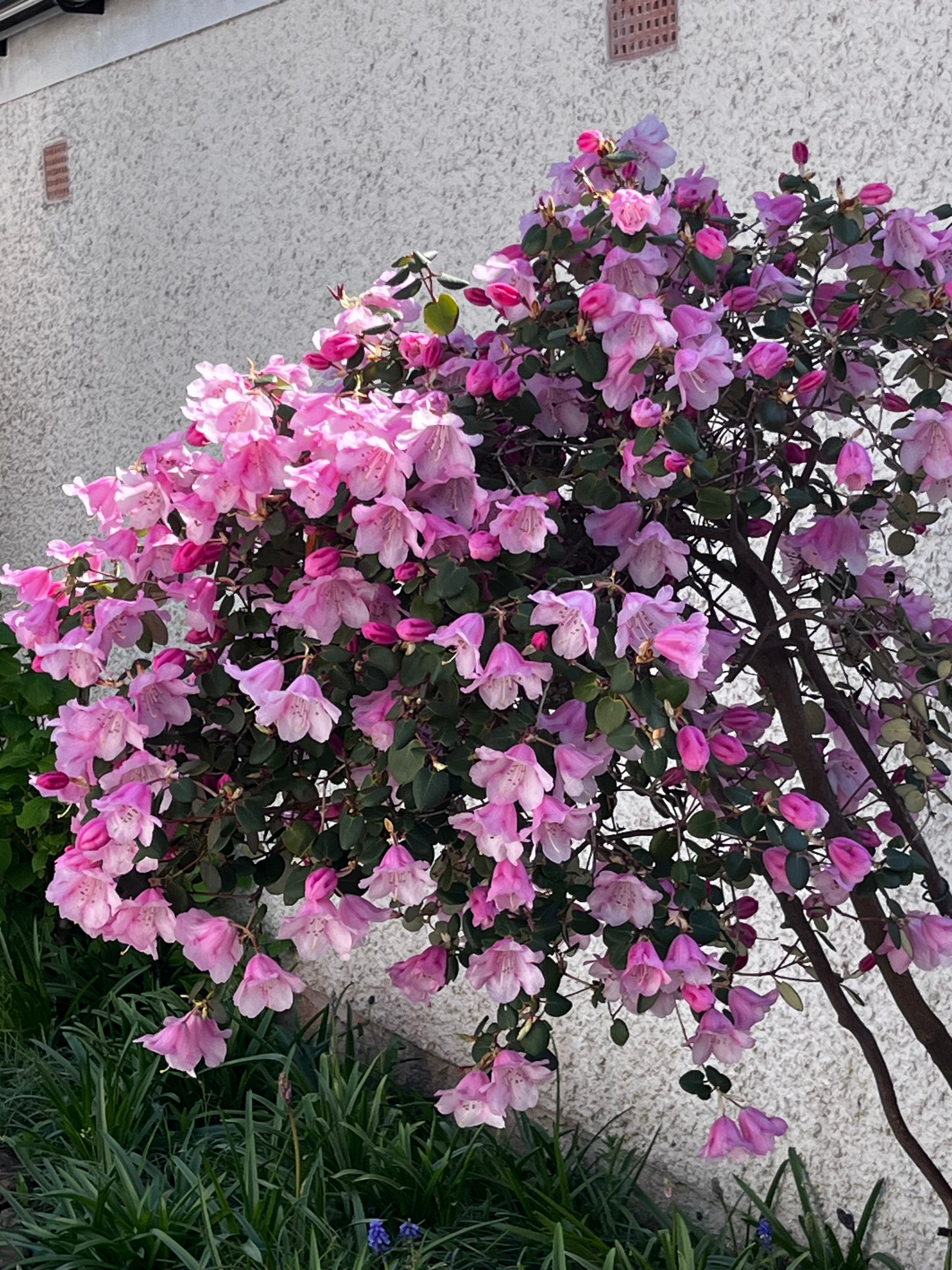 Azalea or rhododendron in full bloom April 2026